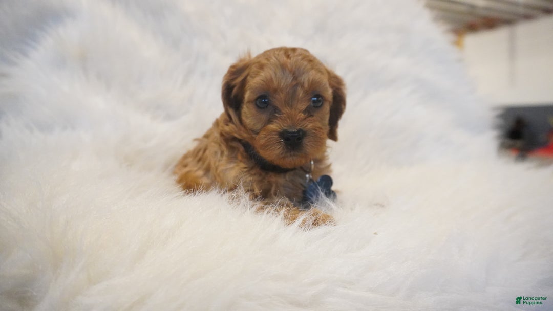 Cavapoo dogs for sale: Mars  - Ad 8