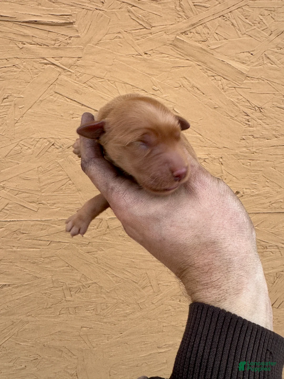 Golden Retriever dogs for sale: Cam - AKC, Genetically Clear - Ad 2