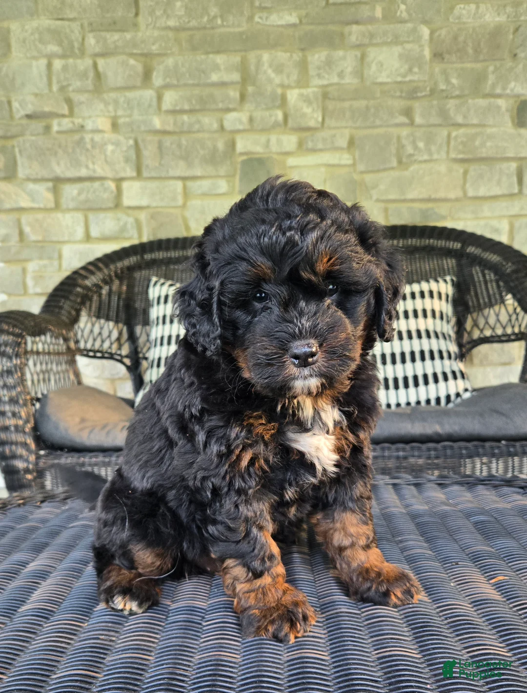 Mini Bernedoodle dogs for sale: Mini Bernedoodle Puppy 2 - Ad 2