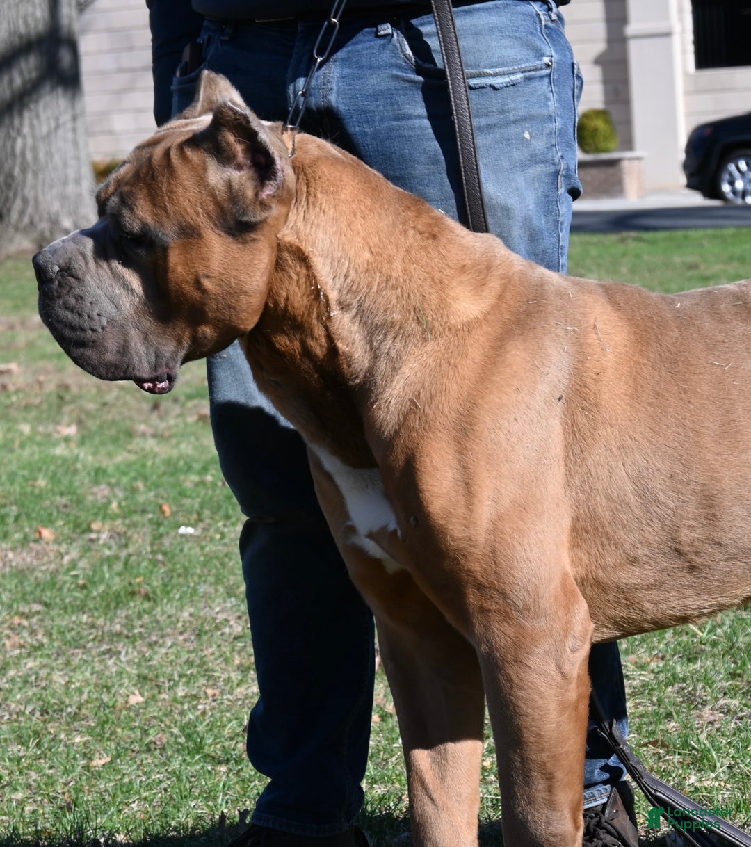 Cane Corso dogs for sale: Cash - Ad 8