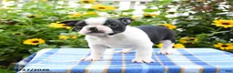 Boston Terrier dogs for sale: Rocco - Ad 4