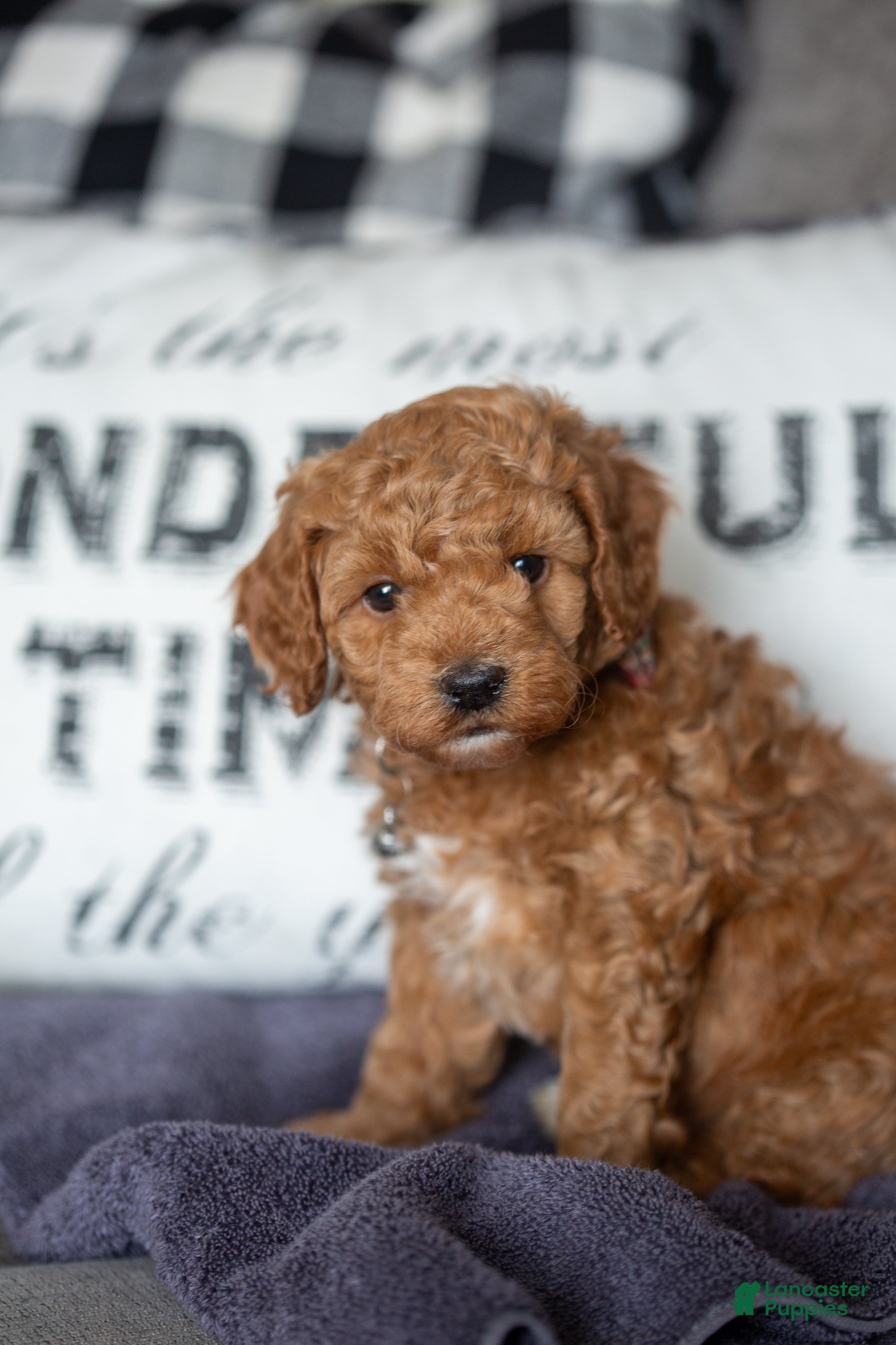 Mini Goldendoodle dogs Mini Goldendoodle Puppy 2 - Ad 22