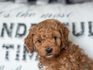 Mini Goldendoodle dogs Mini Goldendoodle Puppy 2 - Ad 13