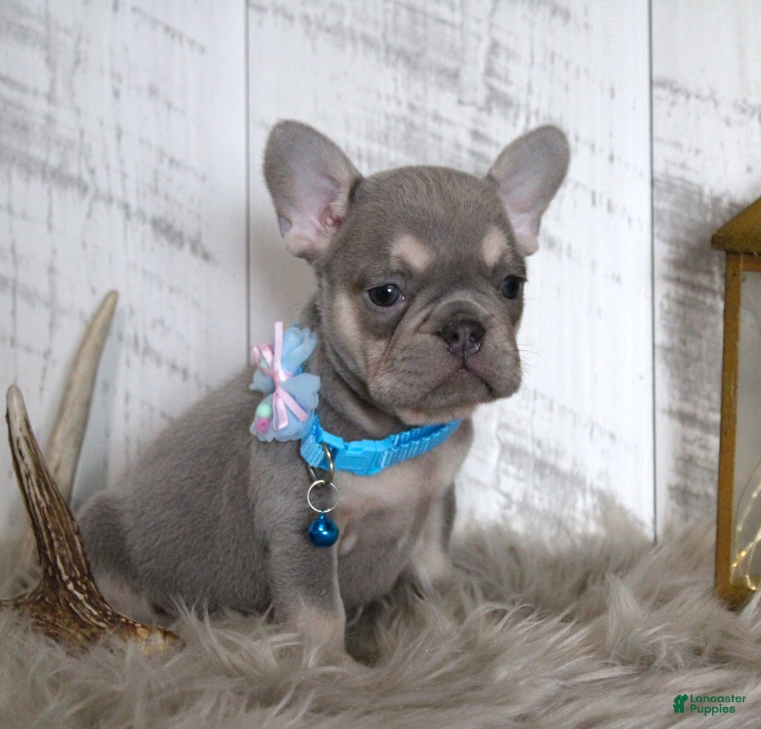 French Bulldog dogs for sale: Stitch - Ad 8