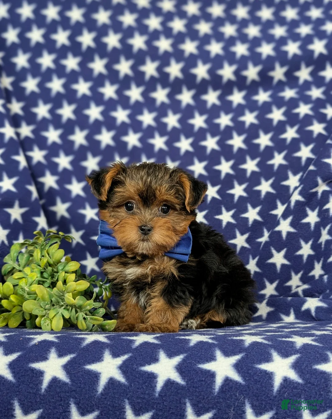 Yorkiepoo dogs for sale: Casey 6 lbs Full Grown - Ad 2