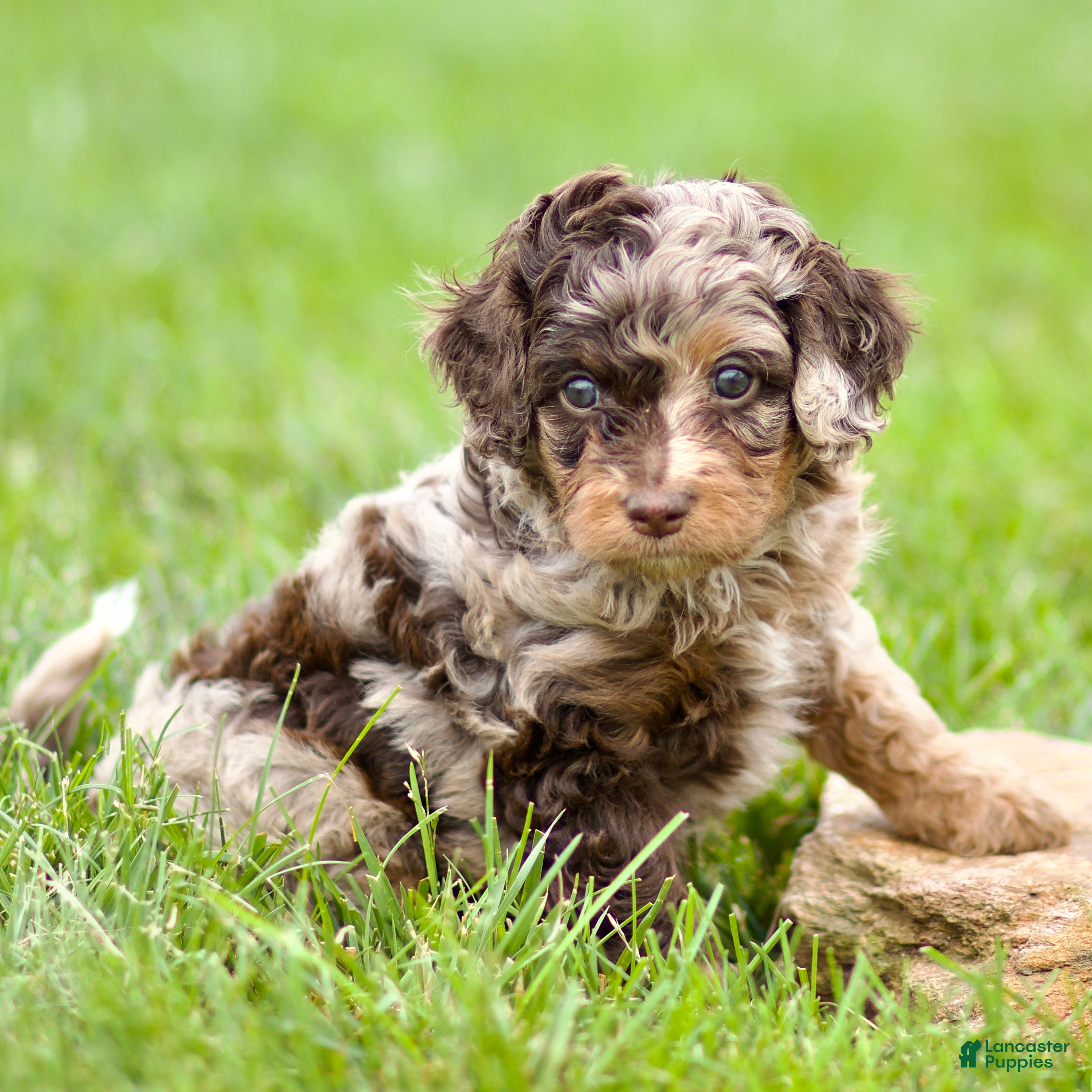 Cavapoo dogs Waylon - Ad 2