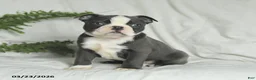 Boston Terrier dogs for sale: Cookie - Ad 2
