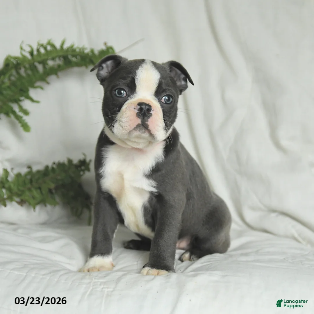 Boston Terrier dogs for sale: Cookie - Ad 2
