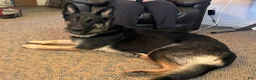 Golden Shepherd dogs for sale: Golden Shepherd 1 - Ad 2