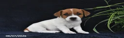 Jack Russell Terrier dogs for sale: Yeller - Ad 3