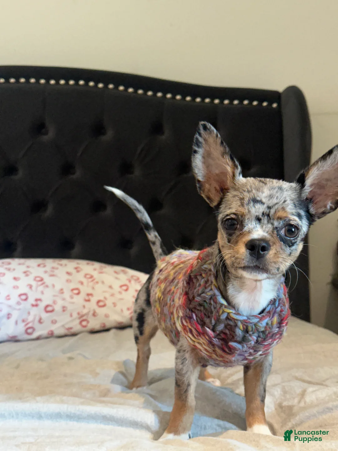 Chihuahua dogs for sale: Chihuahua Puppy 1 - Ad 1