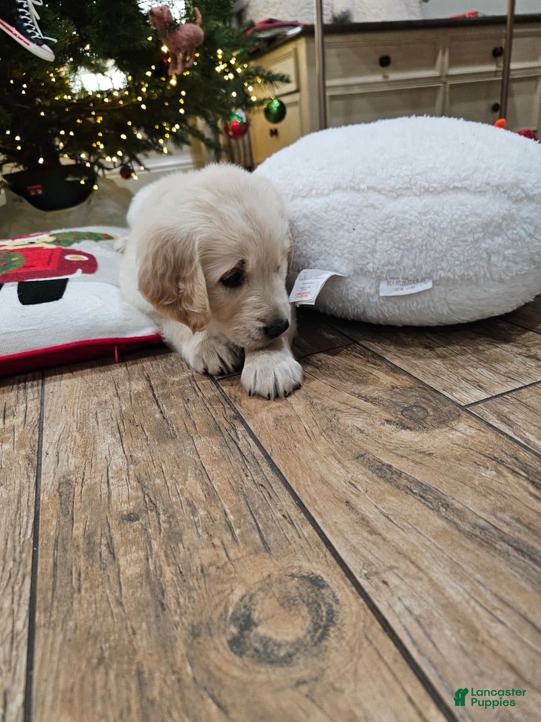 Golden Retriever dogs for sale: Golden Retriever Puppy 7 - Ad 8