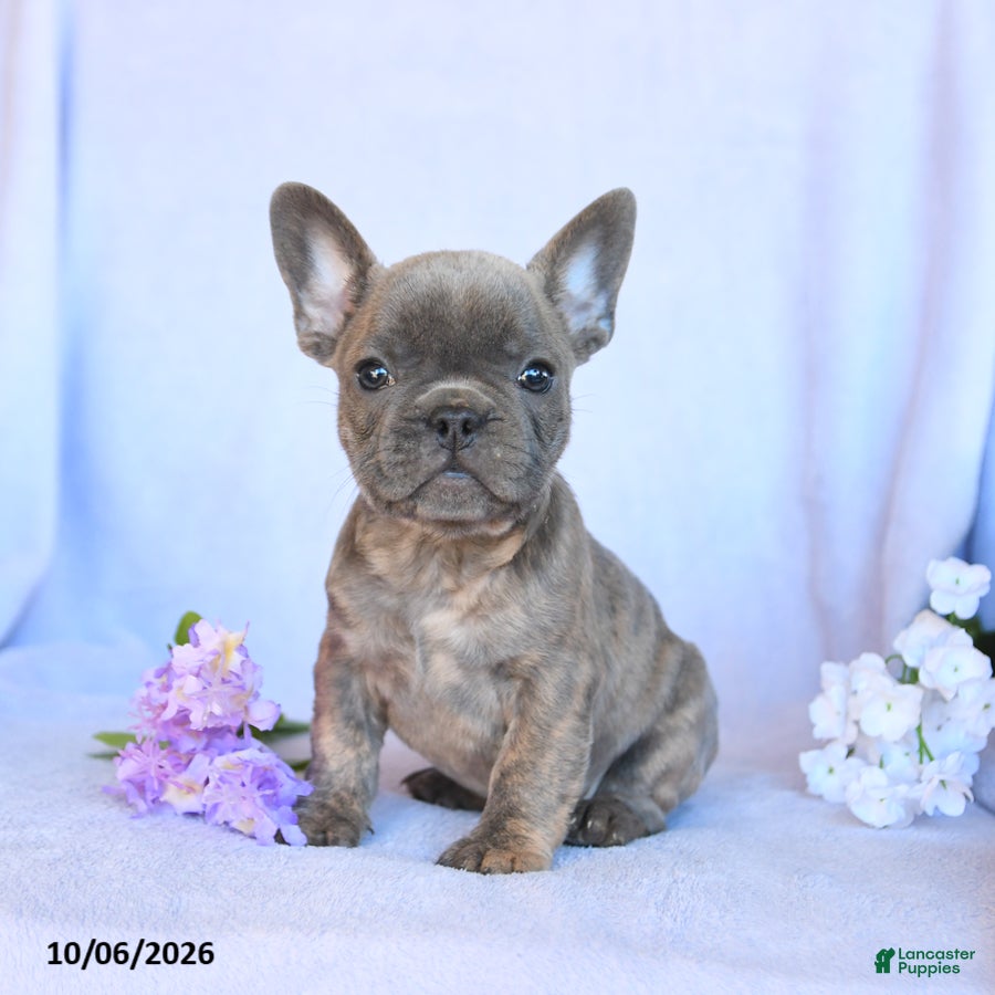Ramsy (Frenchton, Male) in Mifflinburg, PA