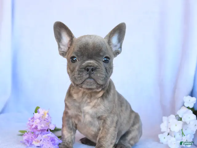 Frenchton dogs for sale: Ramsy - Ad 1