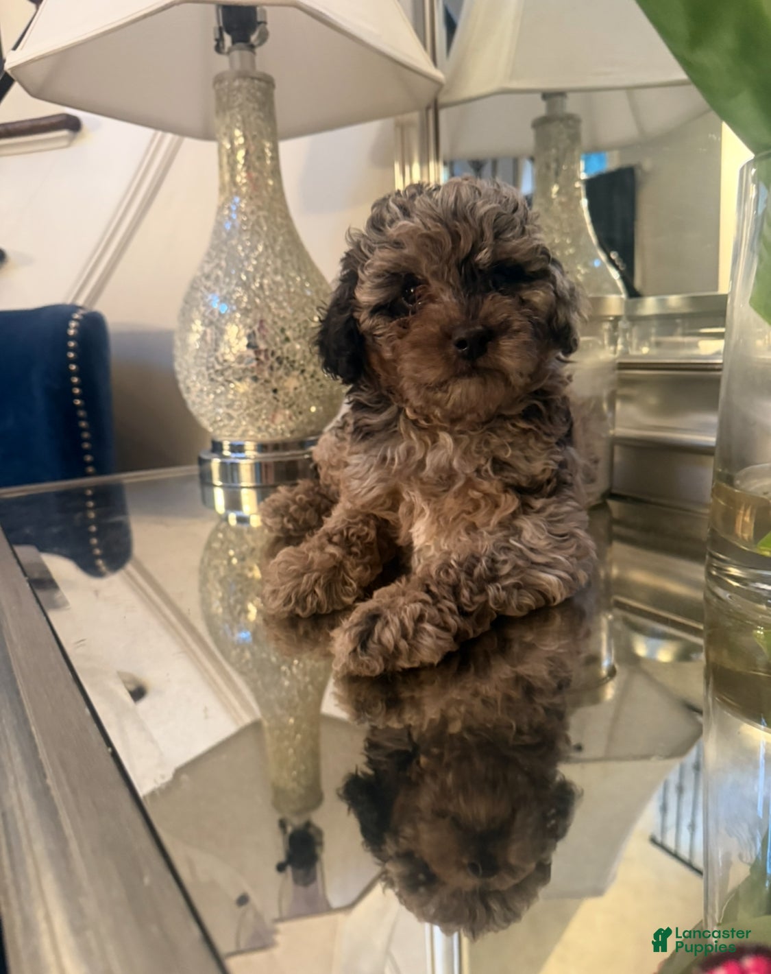 Mini Aussiedoodle dogs Mini Aussiedoodle 1 - Ad 1