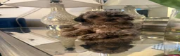 Mini Aussiedoodle dogs for sale: Mini Aussiedoodle 1 - Ad 1