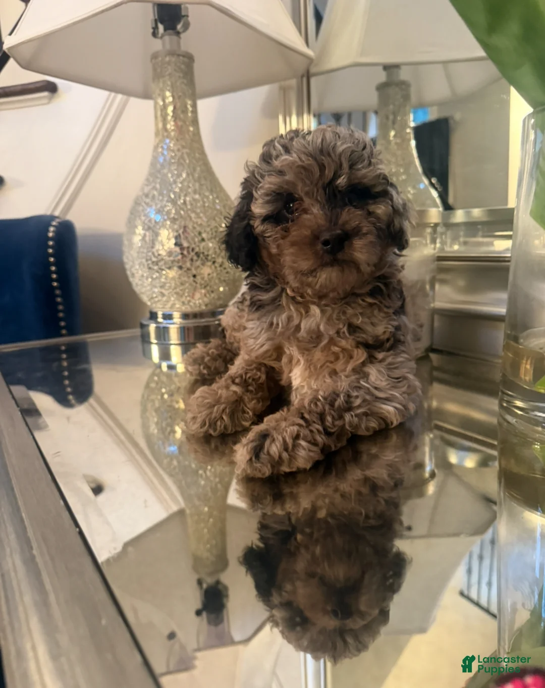 Mini Aussiedoodle dogs for sale: Mini Aussiedoodle 1 - Ad 1