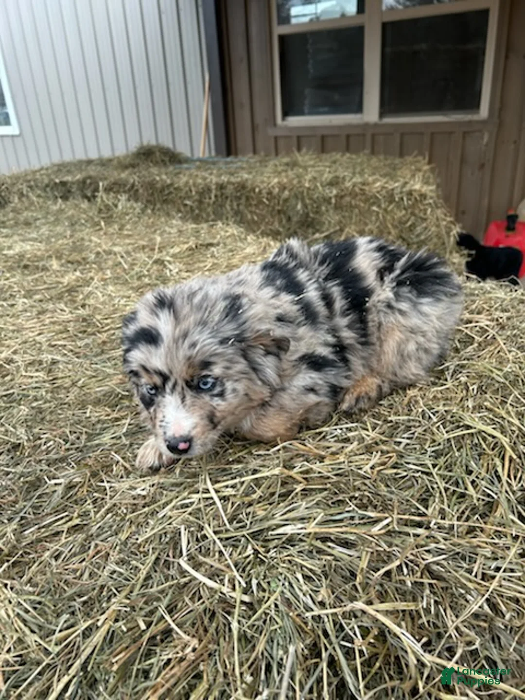 Australian Shepherd dogs for sale: Billy - Ad 3
