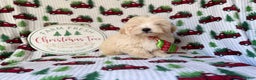 Maltipoo dogs for sale: Jingle - Ad 6