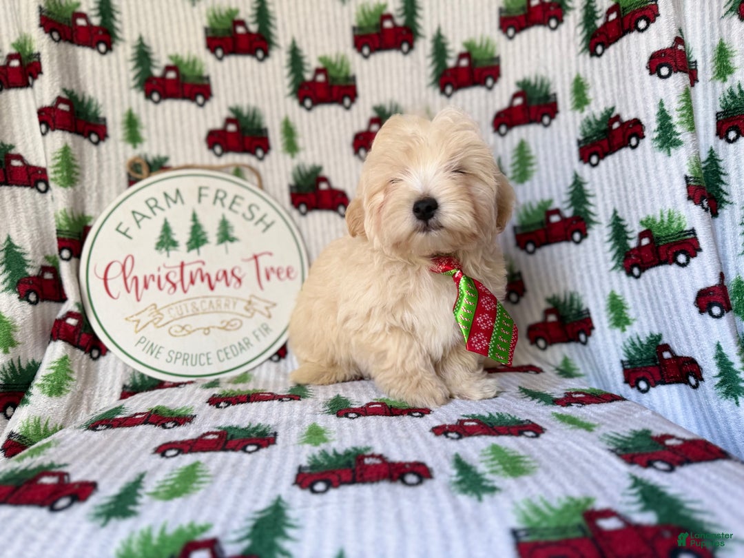 Maltipoo dogs for sale: Jingle - Ad 6