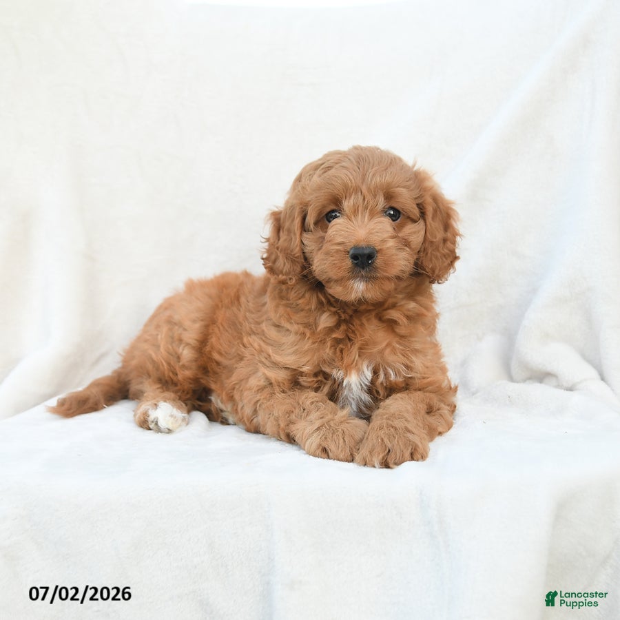 Cavapoo dogs Hope - Ad 2