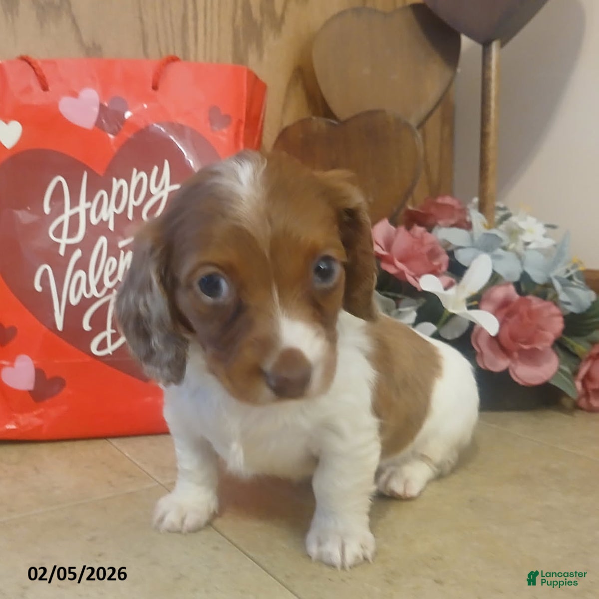 Miniature Dachshund dogs Honey - Ad 34