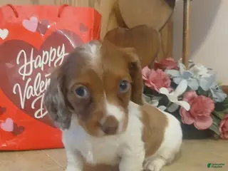 Miniature Dachshund dogs Honey - Ad 34