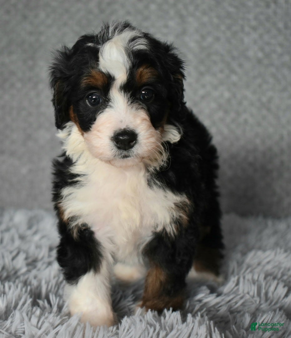 Mini Bernedoodle dogs Hayley - Ad 38