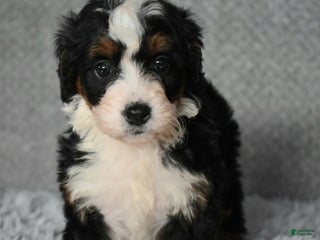 Mini Bernedoodle dogs Hayley - Ad 1