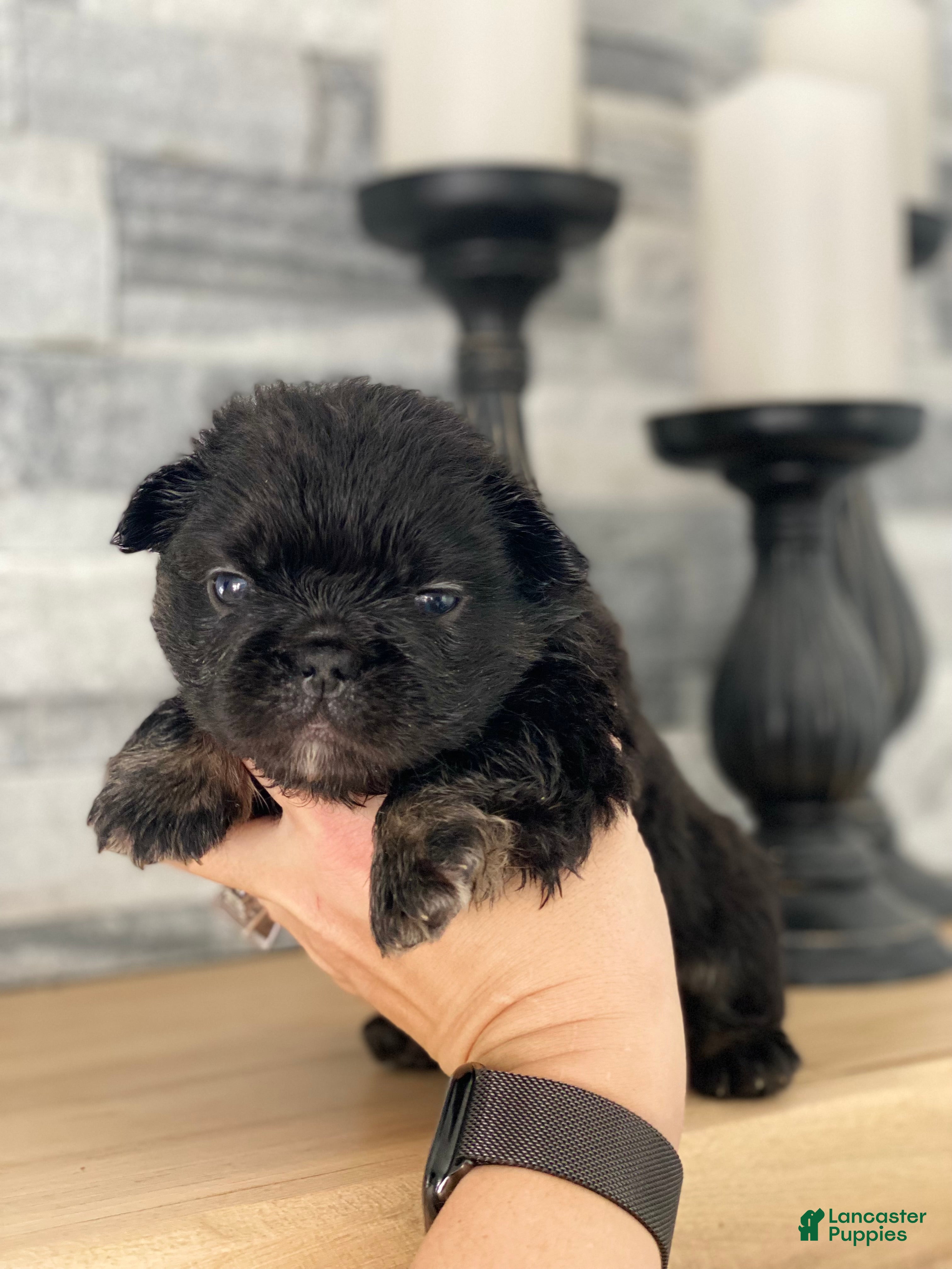 French Bulldog dogs Fauna - Ad 9