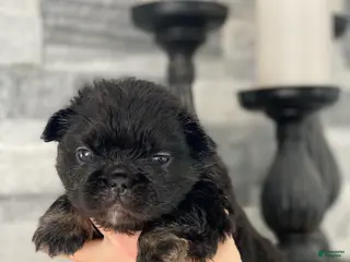 French Bulldog dogs Fauna - Ad 9