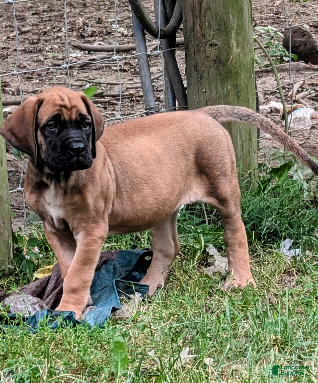 English Mastiff Puppies Mastiffs For Adoption Near Me Mastiff Dog - Main Image