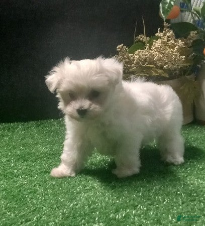 Maltese dogs Maltese Puppy 1 - Ad 13