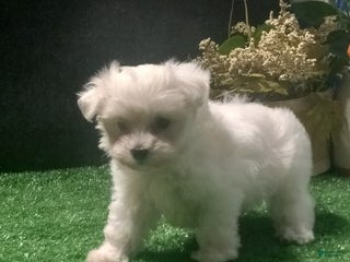 Maltese dogs Maltese Puppy 1 - Ad 13