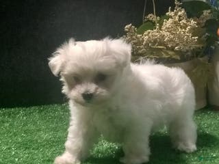 Maltese dogs Maltese Puppy 1 - Ad 13