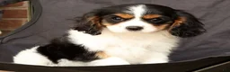 Cavalier King Charles Spaniel dogs for sale: Rosy - Ad 9