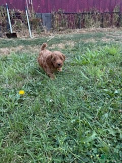 Mixed Breed dogs Wilder - Ad 2