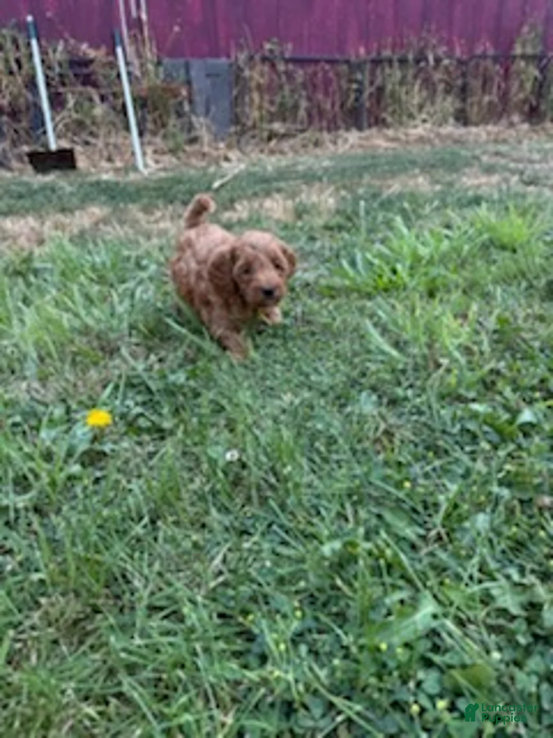 Mixed Breed dogs for sale: Wilder - Ad 2