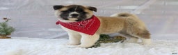 Akita dogs for sale: Trevor - Ad 21