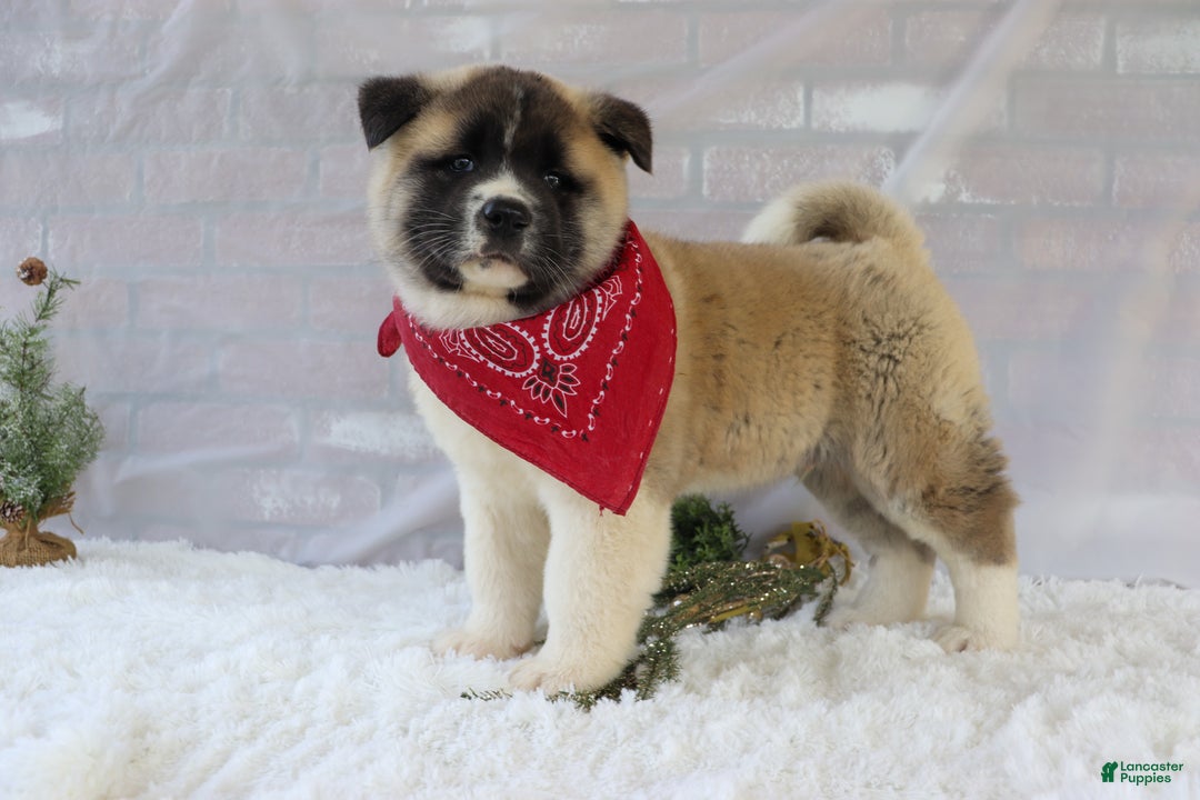 Akita dogs for sale: Trevor - Ad 21