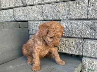 Mini Goldendoodle dogs for sale: Bella - Ad 3