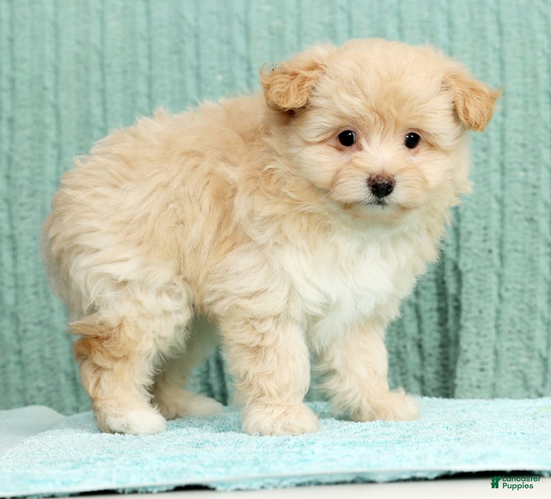 Pomapoo dogs for sale: Thomas - Ad 4