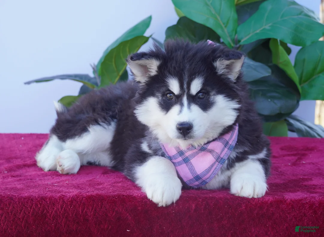 Siberian Husky dogs for sale: Bella - Ad 3