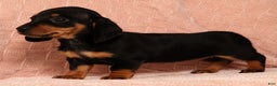 Miniature Dachshund dogs for sale: Nova - Ad 3