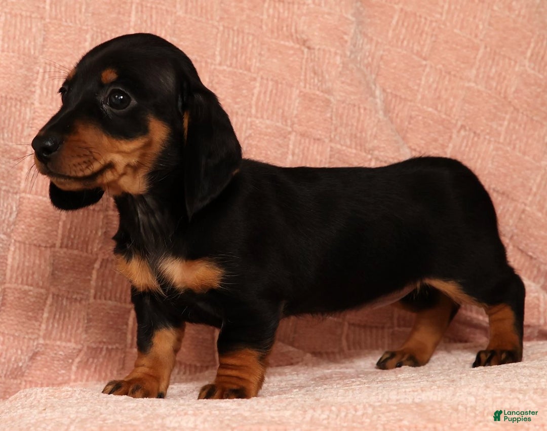 Miniature Dachshund dogs for sale: Nova - Ad 3