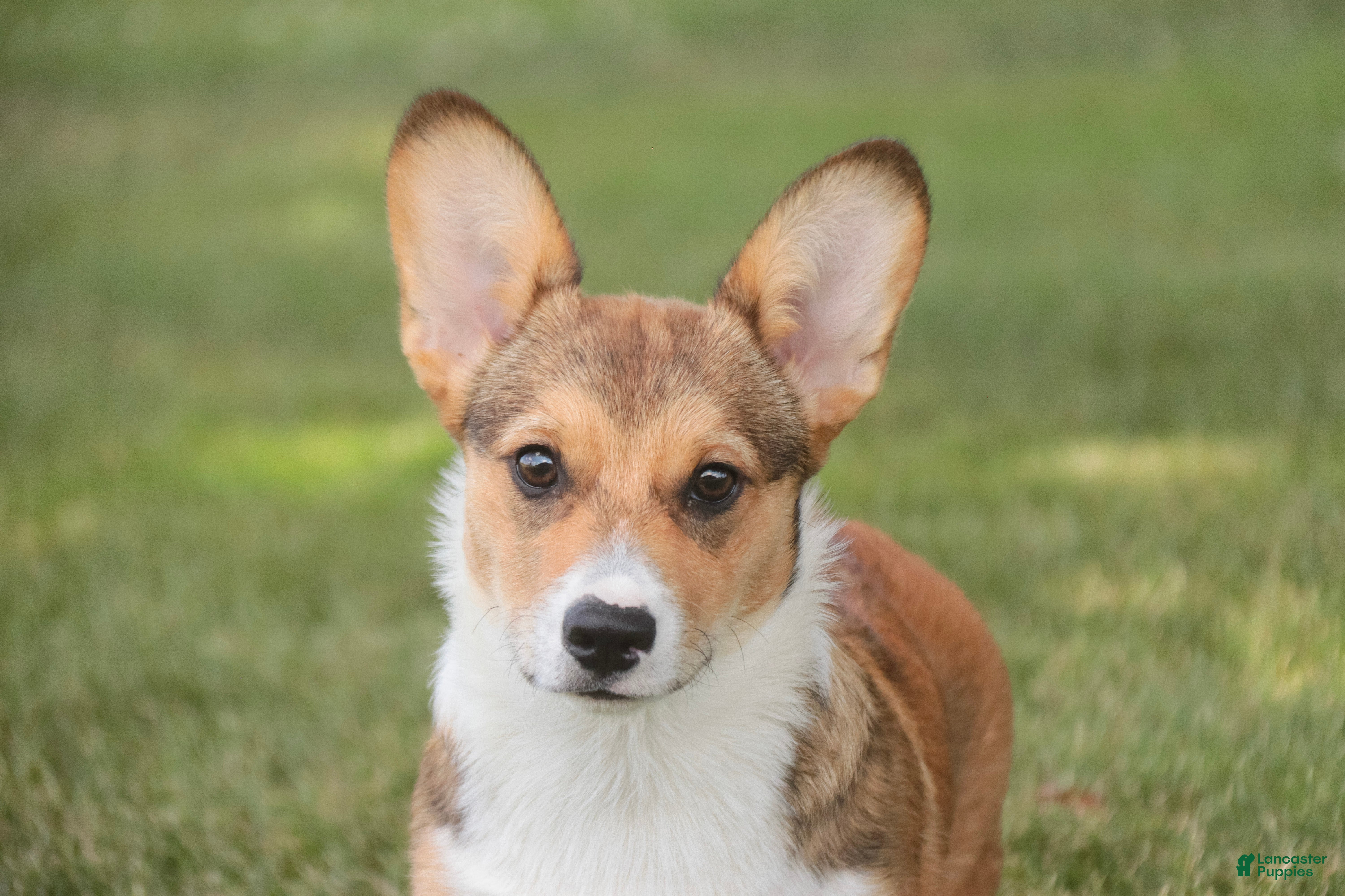 Welsh Corgi Pembroke dogs Olivia - Ad 1