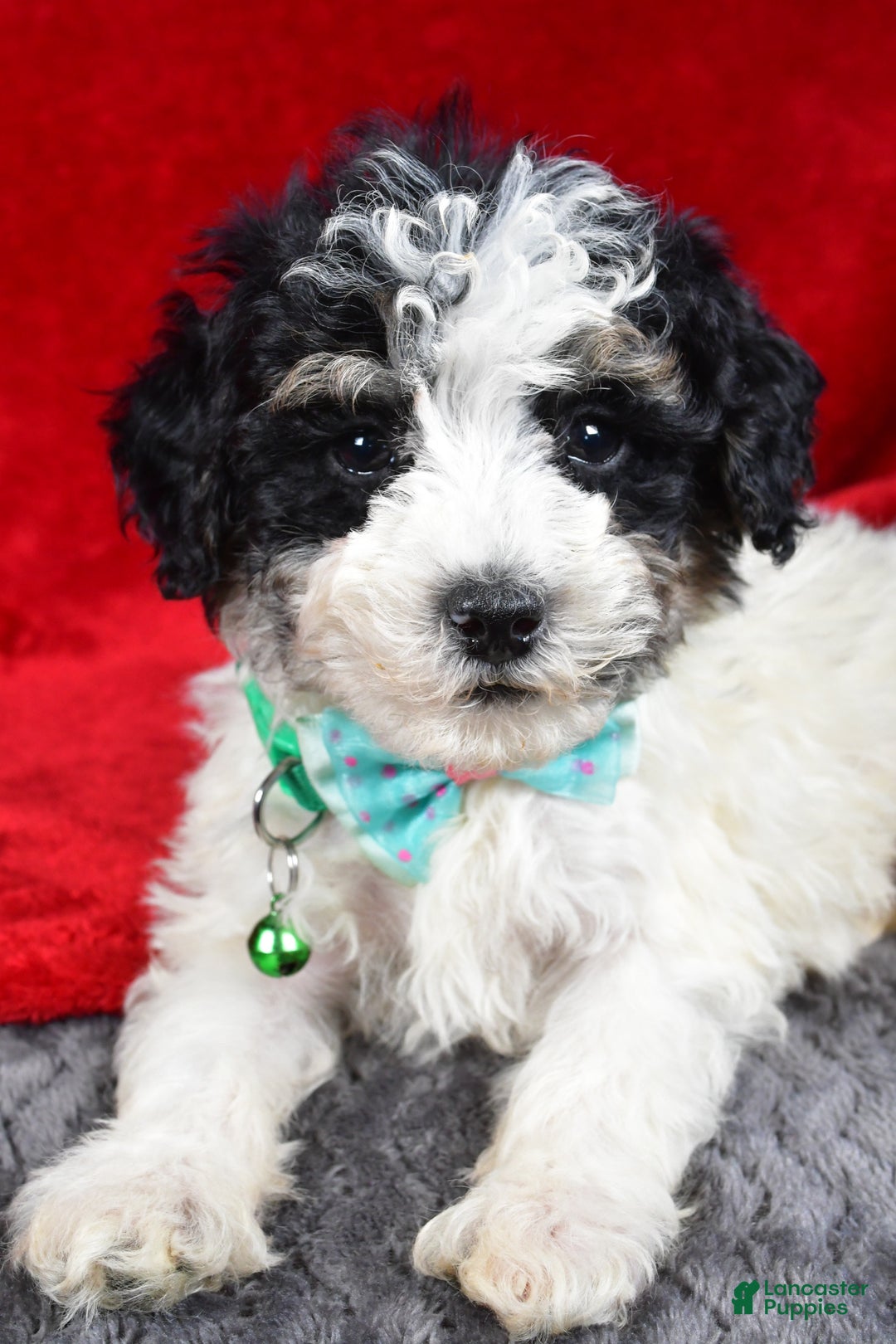 Miniature Poodle dogs for sale: Elias - Ad 8