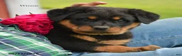 Rottweiler dogs for sale: Winnie - Ad 3