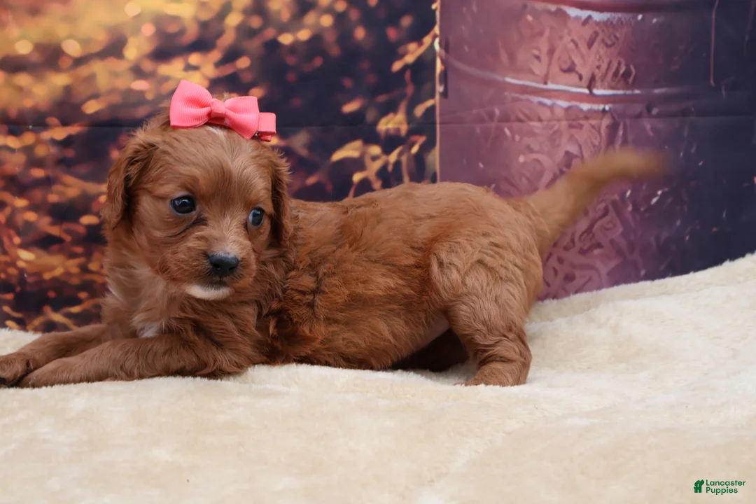 Mixed Breed dogs for sale: Ruby - Ad 3