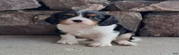 Cavalier King Charles Spaniel dogs for sale: JACK - Ad 4